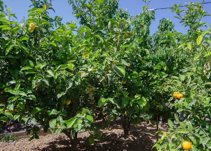 Daire Marina's House